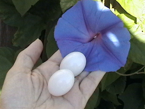 White Jade Energy Egg - energy protection device